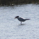 Royal Tern