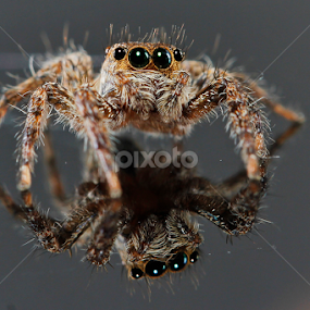 Spider by Hernawan Safari - Animals Insects & Spiders