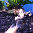 Albino Cory catfish