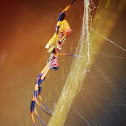 Golden Silk Orb Weaver