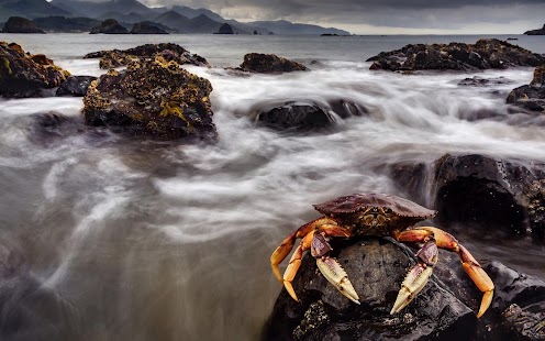 How to mod Crab Wallpaper patch 1.0 apk for android