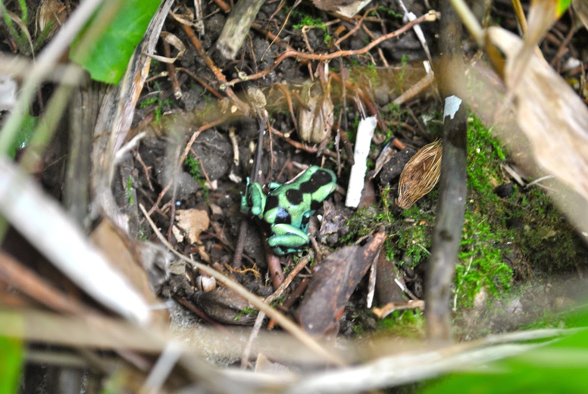 Green & Black Poison Dart Frog
