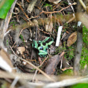 Green & Black Poison Dart Frog