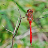 Cardinal Meadowhawk Dragonfly