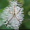 Black and Yellow Garden Spider (juvenile)