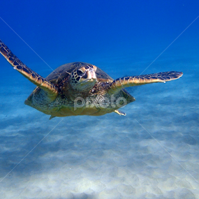 I wish I could fly by Tatiana Gonnason - Animals Sea Creatures