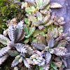 Kalanchoe