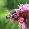 Megachile Bee, male
