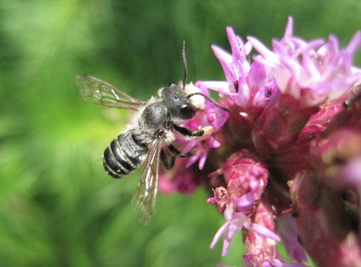 Megachile Bee, male