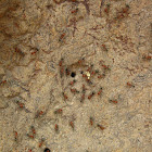 Northern Meat Ant