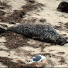 Pacific Harbor Seal