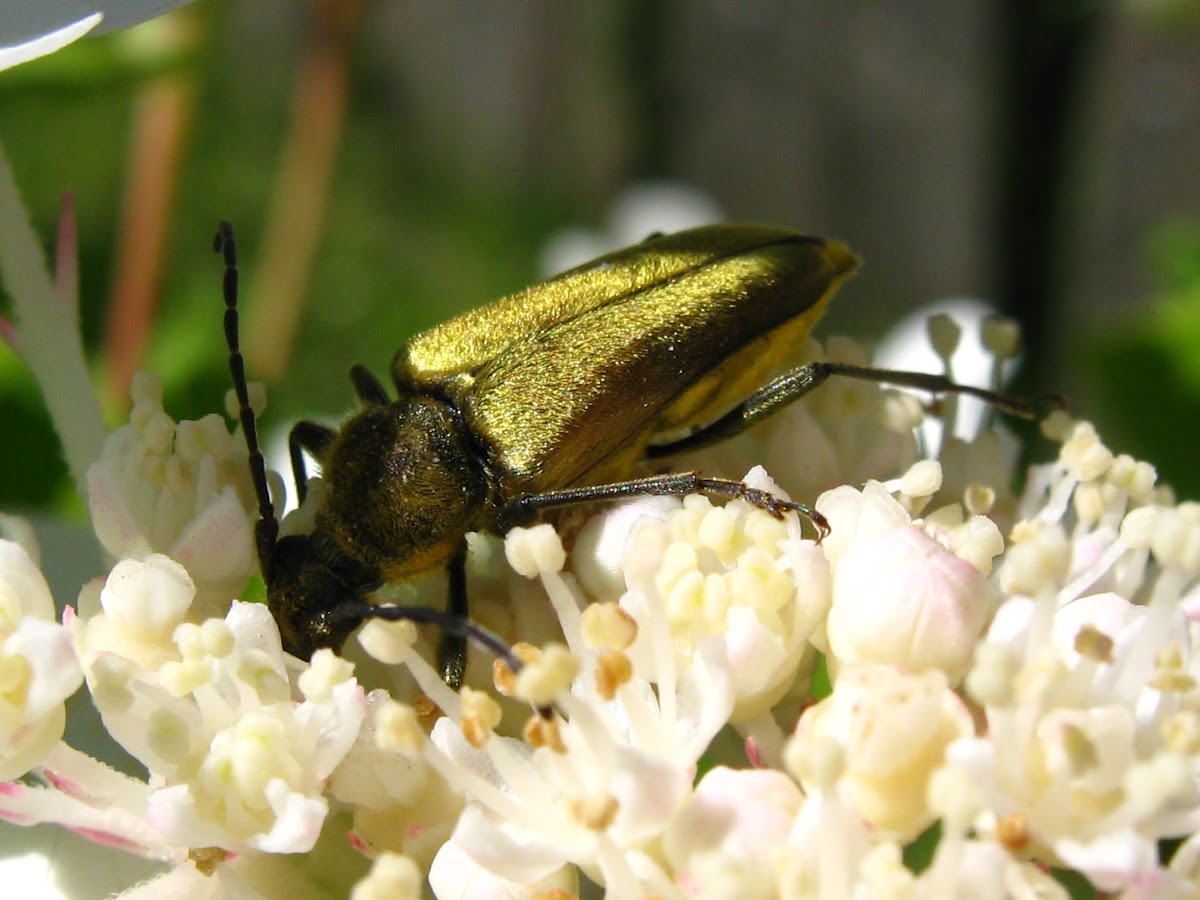 Golden Flower Longhorned Beetle