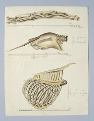 Giraffa camelopardalis (Giraffe),skeleton