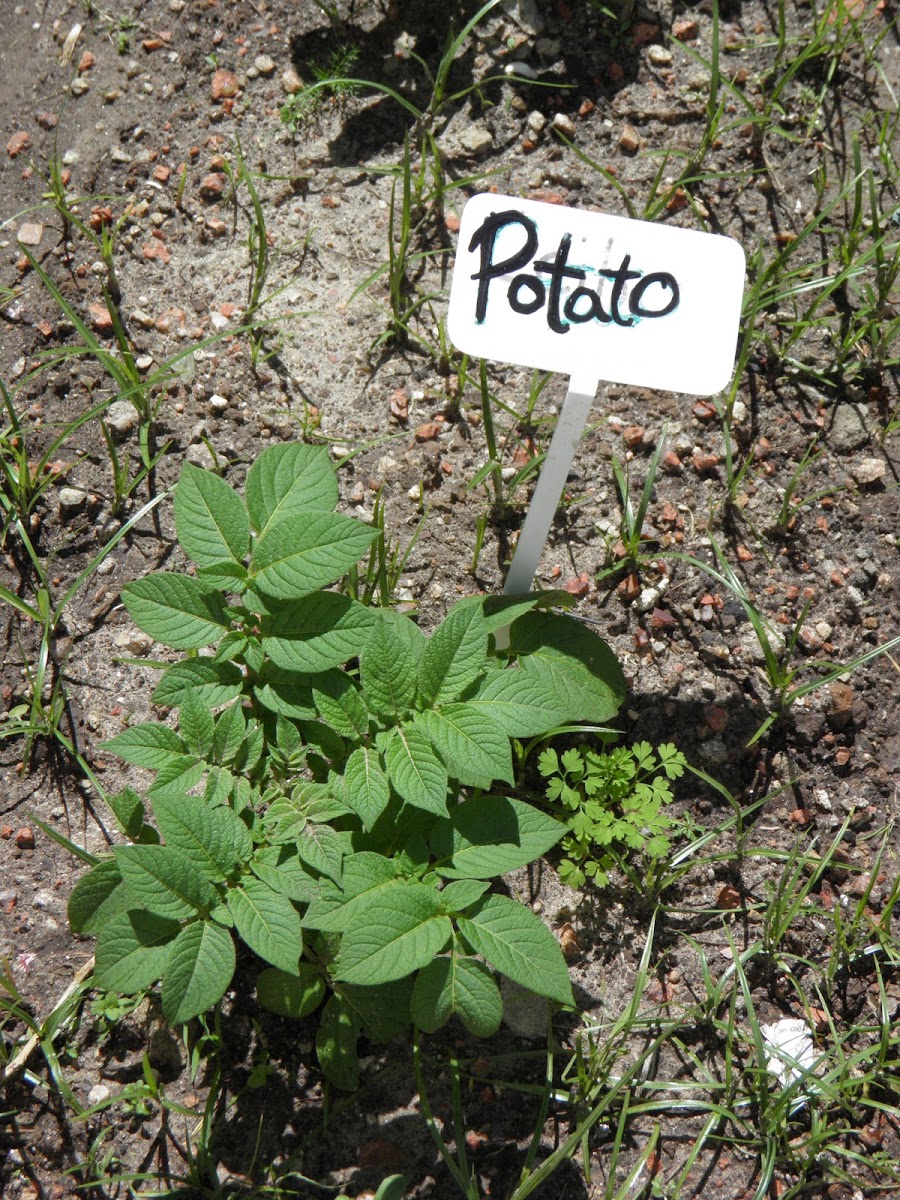 potato plant