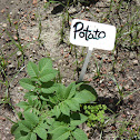 potato plant