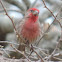 House Finch     male