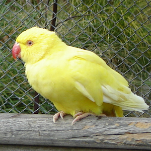 Animal Cards Barcode Scanner