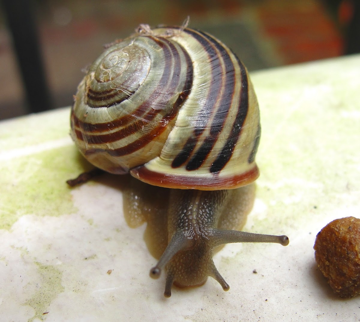 Brown-Lipped Snail