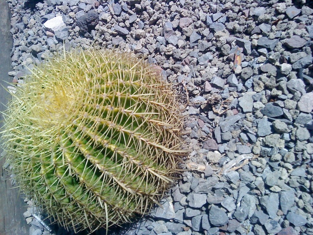 Cactus de bola 