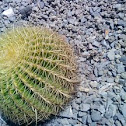 Cactus de bola 