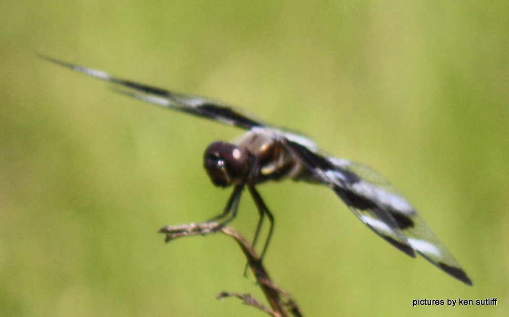 Twelve-spotted Skimmer