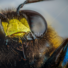 bumblebee eyes by MIGUEL CORREA - Animals Insects & Spiders