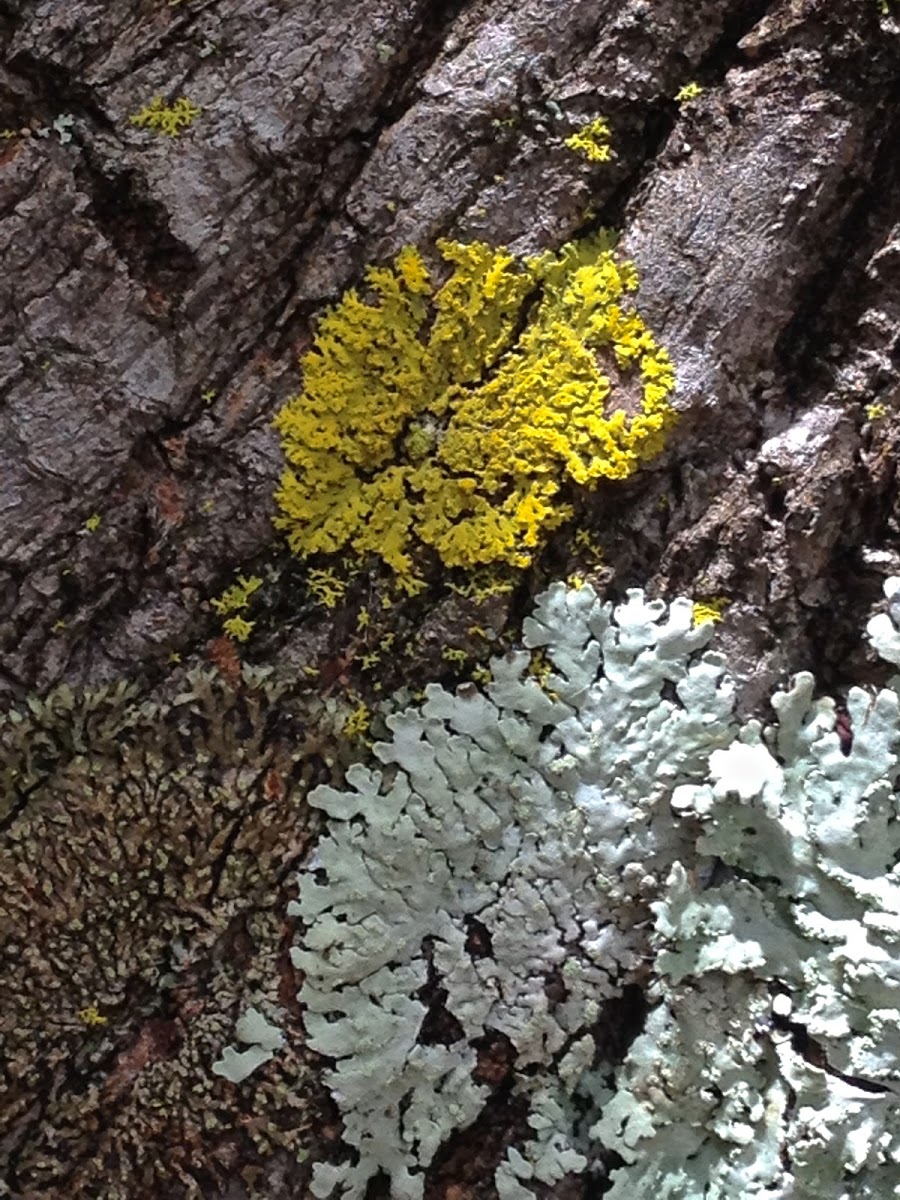Lemon lichen