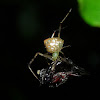 Dewdrop Spider