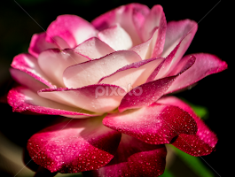 the contrasted Rose by Abbas Mohammed - Flowers Single Flower