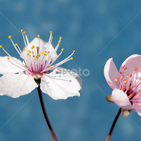 Two flowers by Ioan Todor - Flowers Flower Gardens