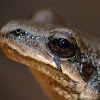 Southeastern chorus frog (female)