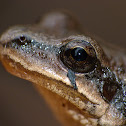 Southeastern chorus frog (female)