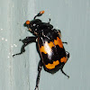 Sexton Beetles