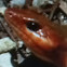 Broad-Headed Skink