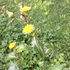 Spiny Sowthistle