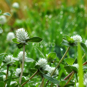 Bunga Liar Tepi Jalan by Munif Rifa'i - Flowers Flowers in the Wild