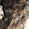 Common Mudskipper