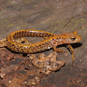 Long-tailed salamander