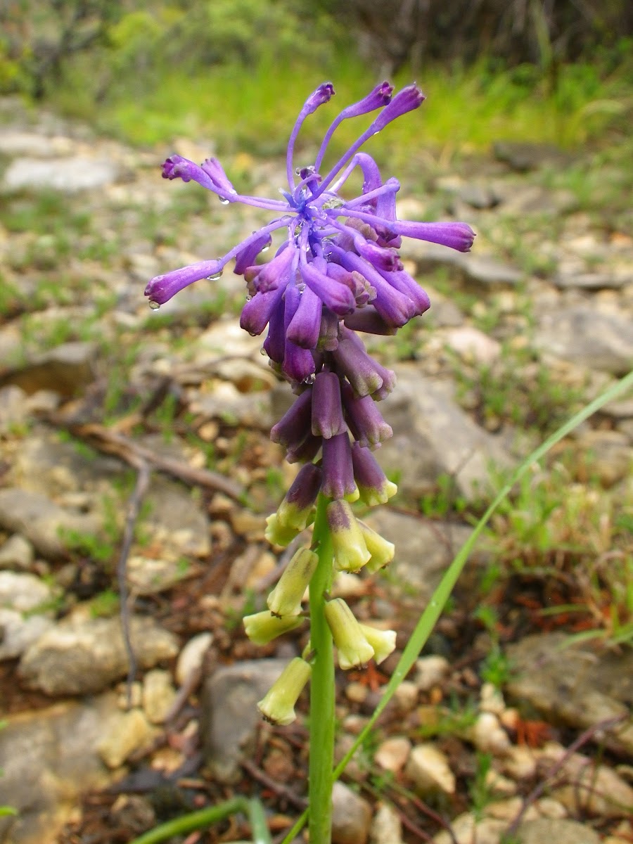 Tassel hyacinth