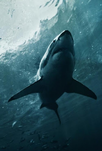 Best Shark Wallpapers