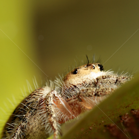 The Spider 2 by Azman Saad - Animals Insects & Spiders