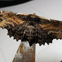 Sinister Moth