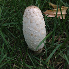 Shaggy Ink Cap