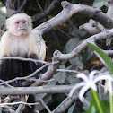 White faced capuchin