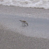 Sanderling