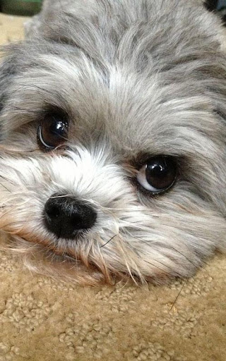 Shih Poo Cute Wallpapers