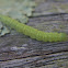 Unknown Caterpillar