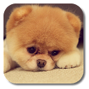 Q Puppy Live Wallpaper mobile app icon
