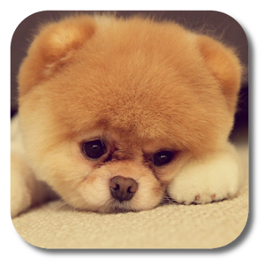 Q Puppy Live Wallpaper 1.2
