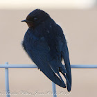 Barn Swallow; Golondrina Común
